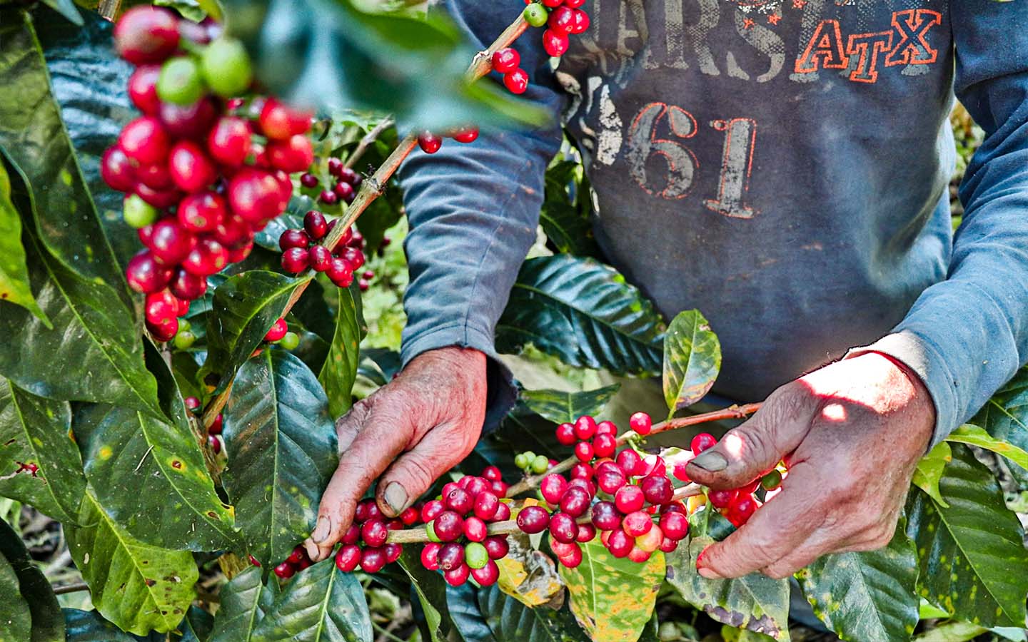 Coffee Cherry picking at Finca El Derrumbo